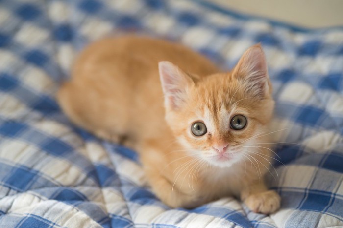 ベッドの上で見つめる子猫