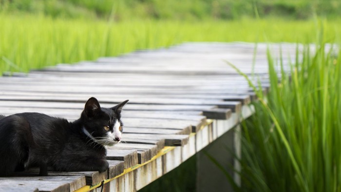 猫と田んぼ