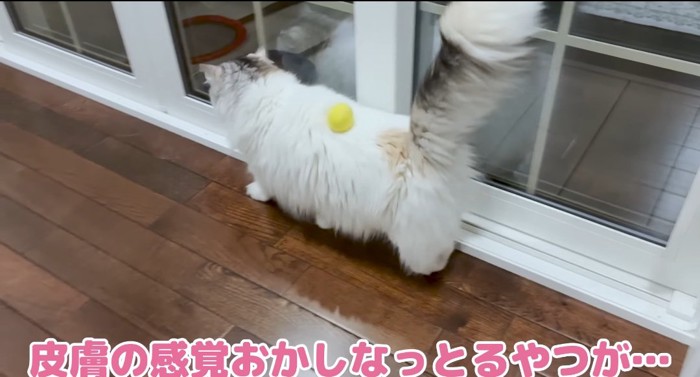 歩いている猫