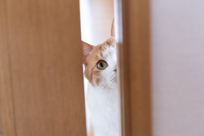 ドア越しの猫