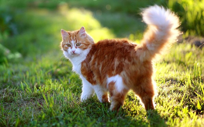 野原で遊ぶ猫