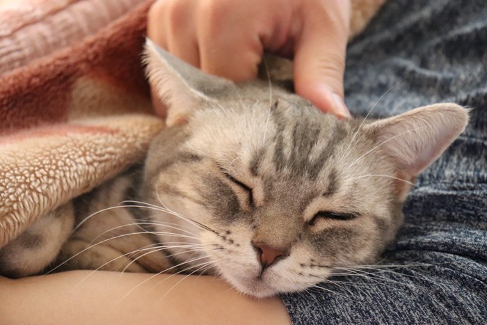 腕の中で寝る猫