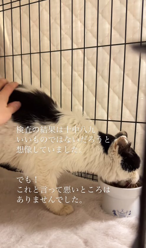 撫でられながらご飯を食べている猫