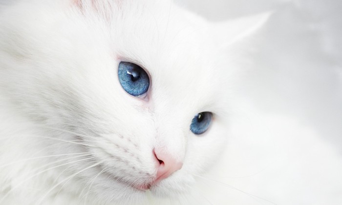 白い被毛と青い目の長毛猫のアップ