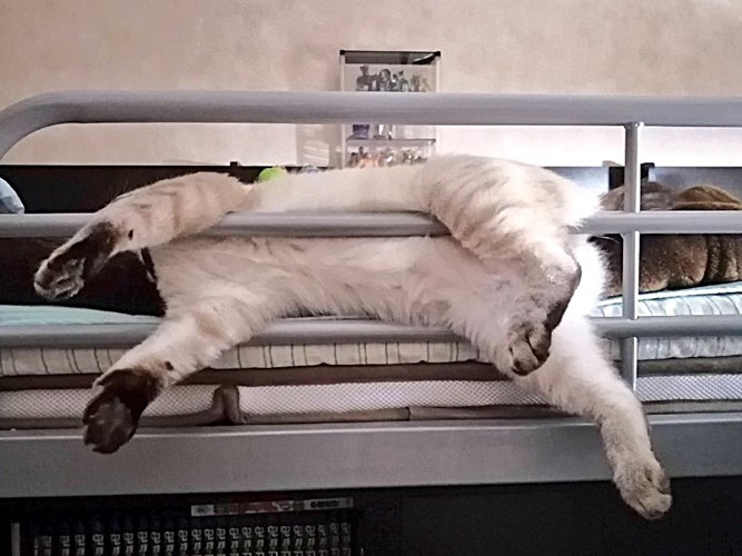 ベッド柵に体をつけて寝る猫