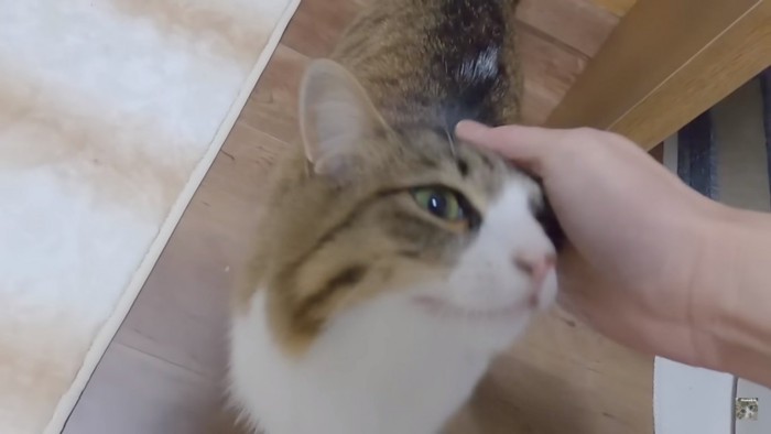 嬉しそうな猫