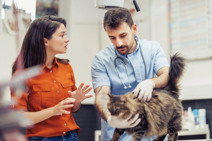獣医師に診察してもらう猫