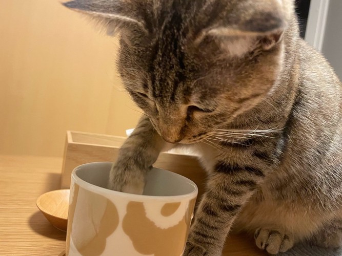 コップをチョンチョンする猫