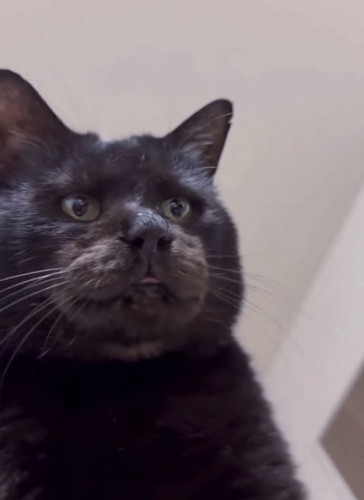 舌が出しっぱなし