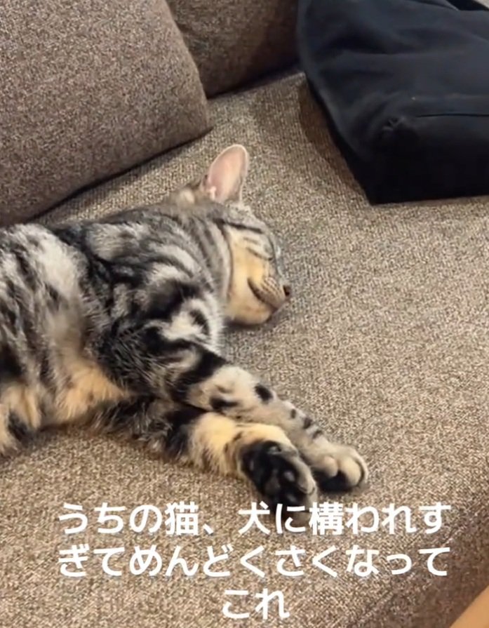 寝転がる猫