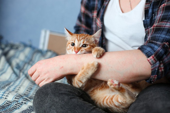 .飼い主の手に襲いかかる猫