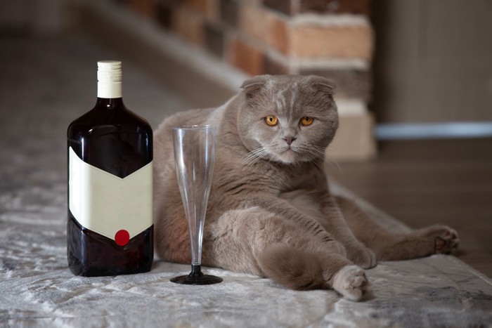 グラスとアルコール瓶の隣で座り込む猫