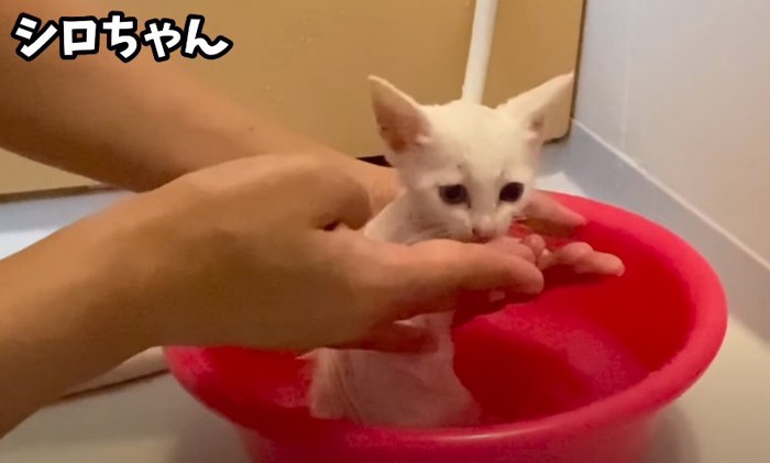 洗われる子猫