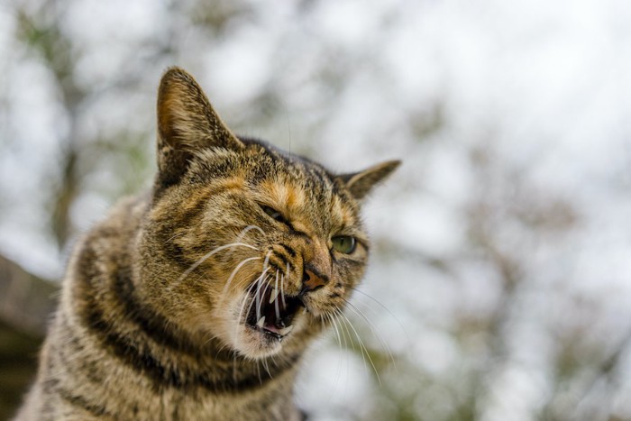 不機嫌そうな顔をした猫