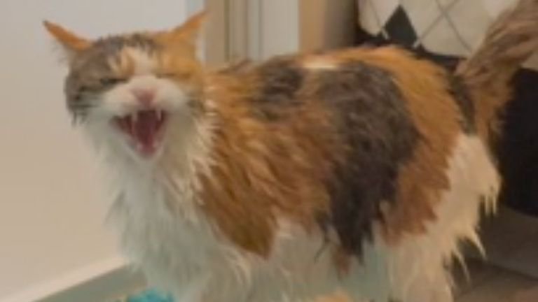 濡れている猫