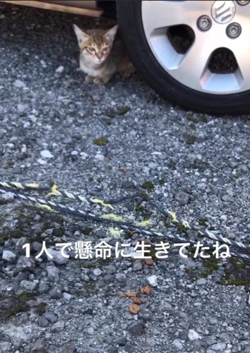 車の下に隠れる子猫