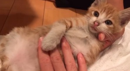 介助される猫