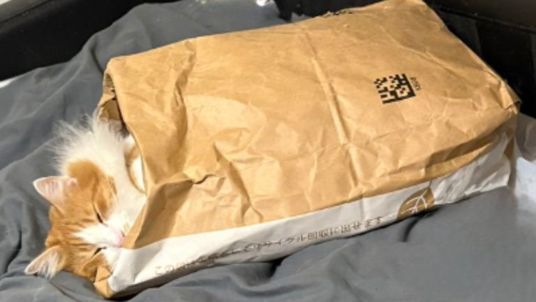紙袋に入っている猫