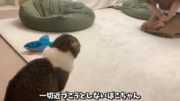 座る猫