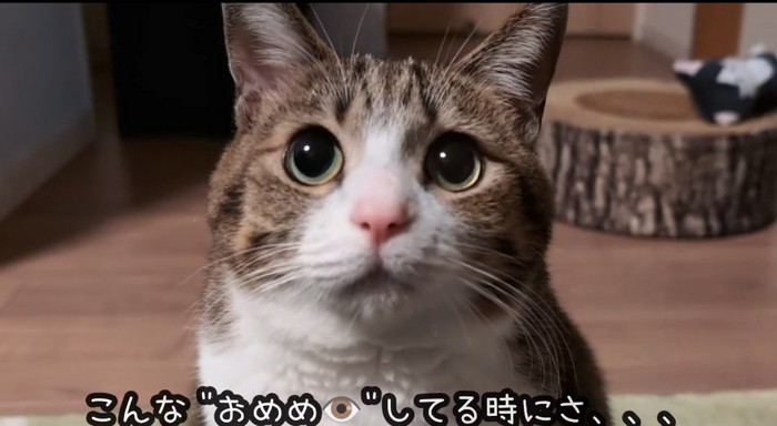 ドアップの猫