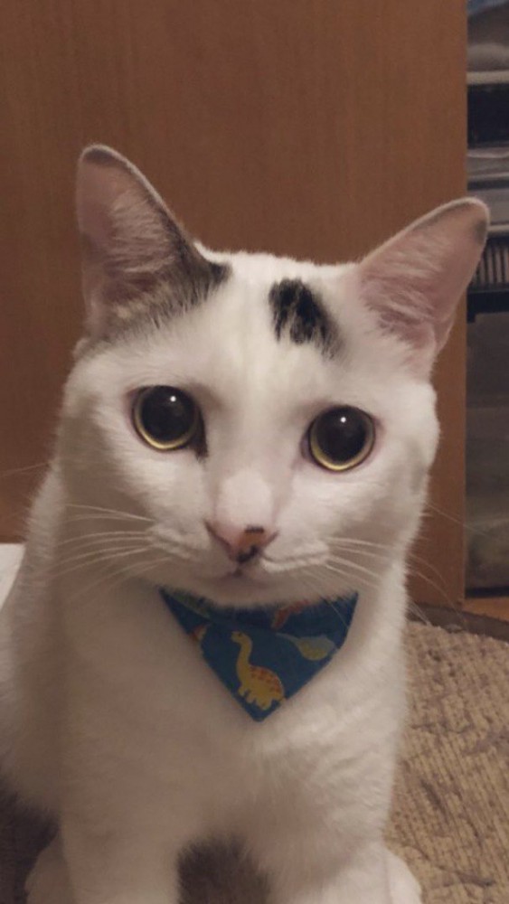 可愛らしい表情でカメラを見つめる猫