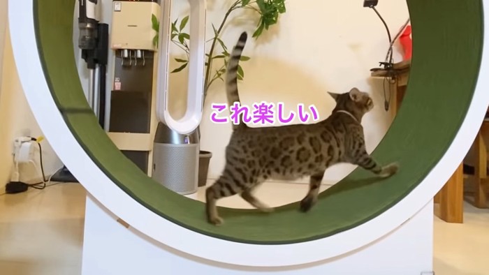 ピンク色の首輪の猫