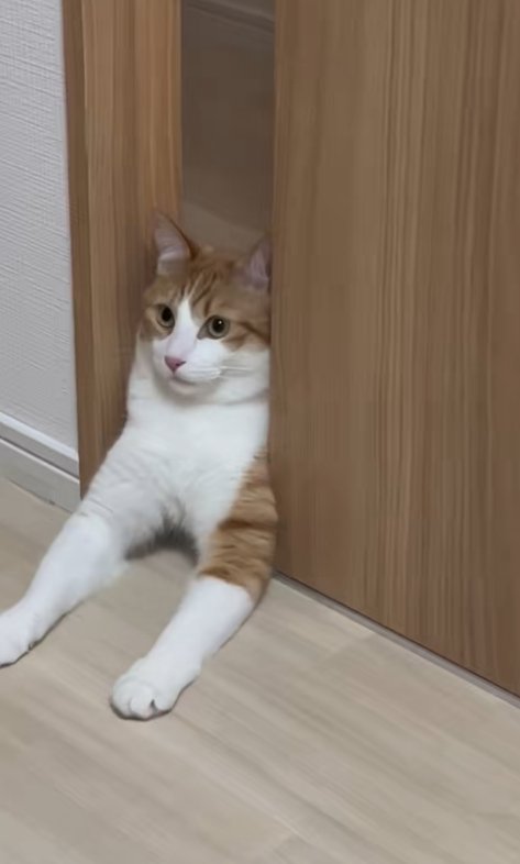 ドアの隙間に挟まっている猫