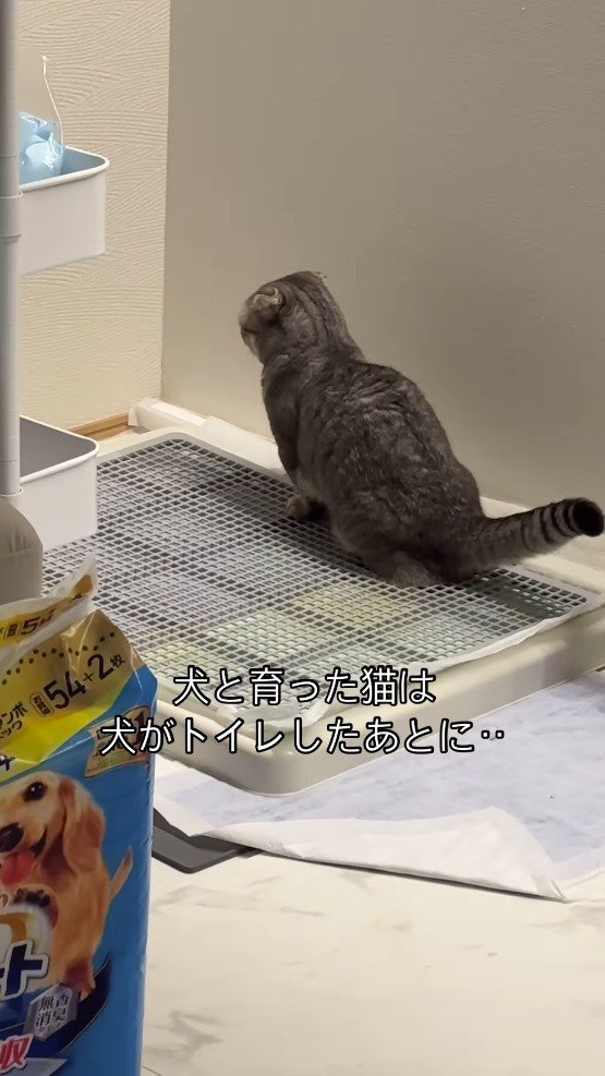 犬のトイレカバーの上に座り込む猫