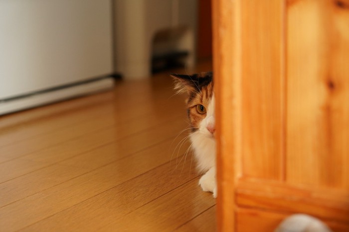 家具の裏に隠れる猫