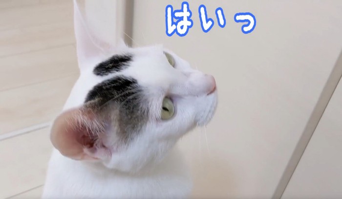 振り向く猫