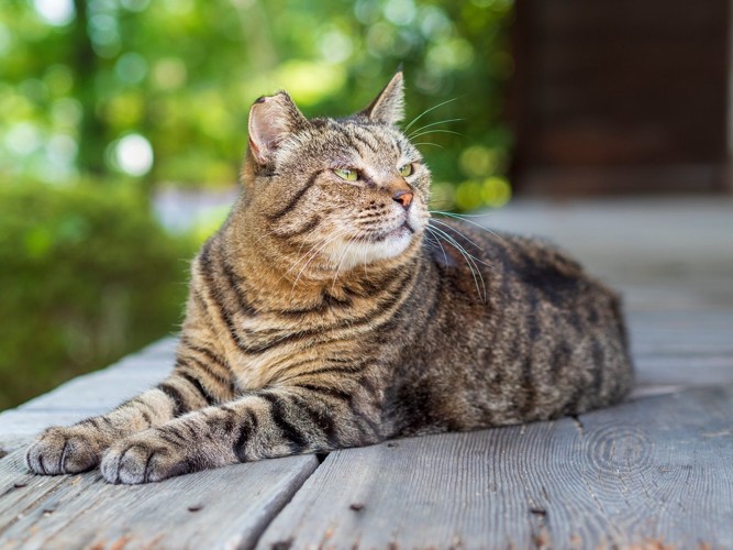 呼ばれた猫