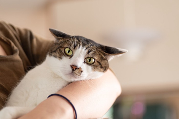 抱っこを嫌がってイカミミの猫