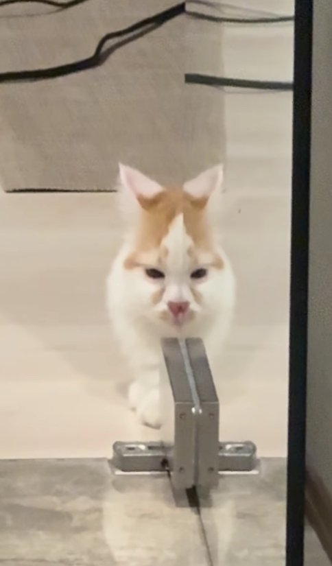ガラス戸に顔の半分が反射している猫(アップ目が離れている)