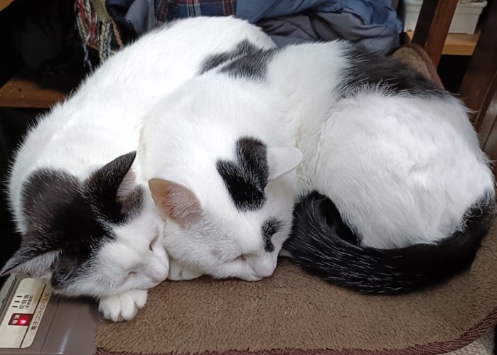 寄り添って眠る猫（横並び）