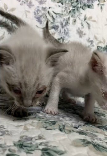 立っている2匹の子猫