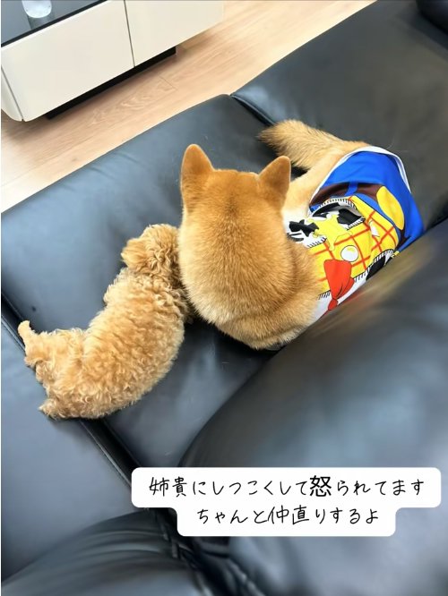 ソファの上で寝ているトイプーと柴犬