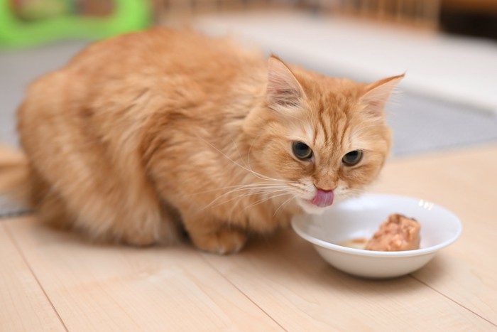 ご飯を残す猫