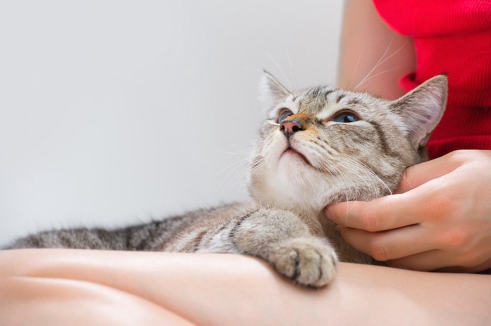 飼い主の膝で甘える猫