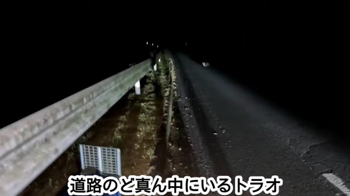 道路の真ん中にいるキジトラ猫