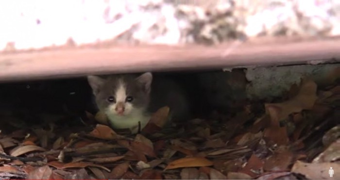 隙間に入った猫