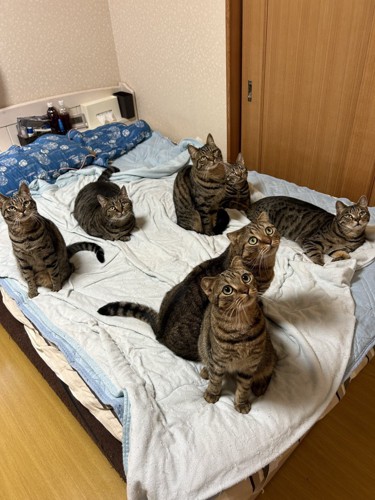 上を見る猫たち