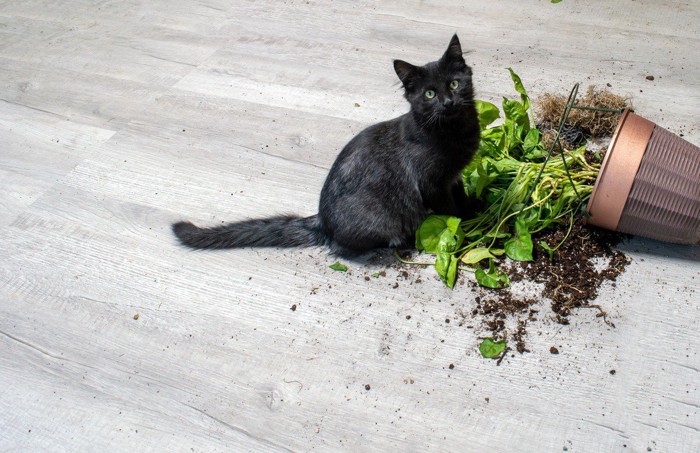 植木鉢を割った猫