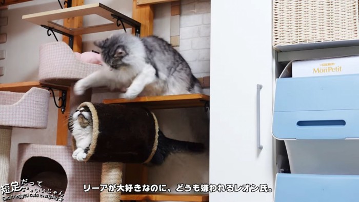 猫パンチする猫