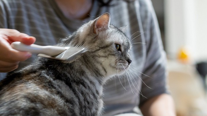 ブラッシングされる猫