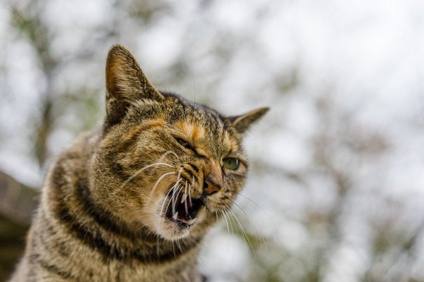 イライラする猫