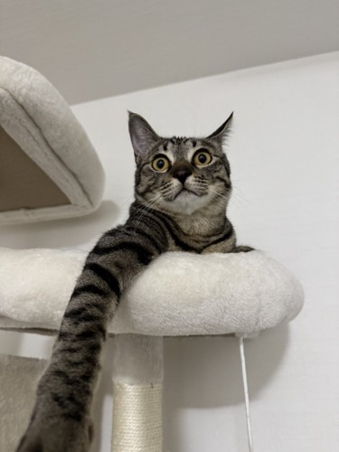 片手をキャットタワーからおろしてくつろぐ猫