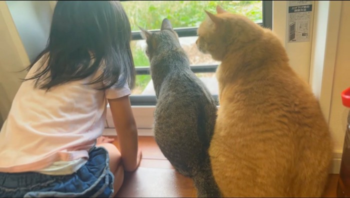 猫たちの隣に座って窓の外を眺める女の子