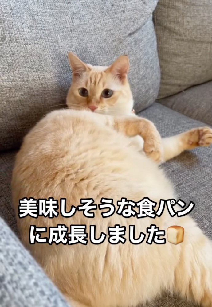 おもちゃを見つめる猫