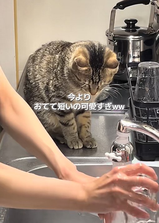 チェックする猫