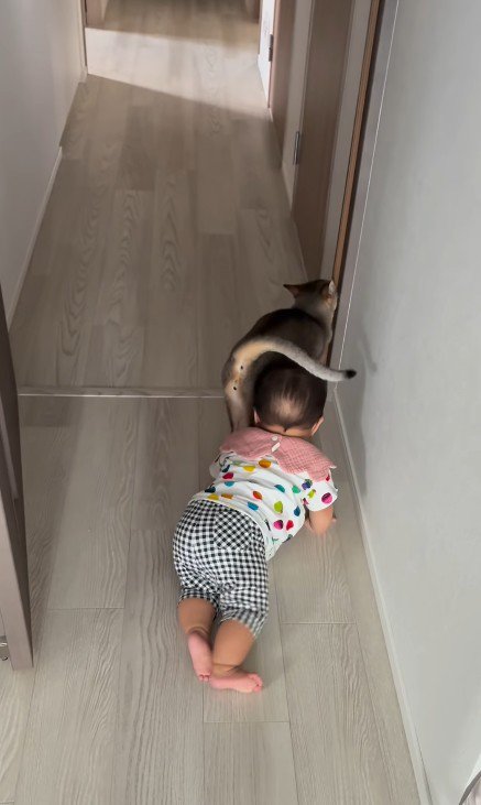 猫とハイハイする赤ちゃん